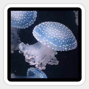 Jellyfish Sticker